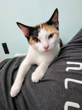 Dolly -  Calico Cat for Adoption in Hardeeville, South Carolina - Dolly | PetCurious