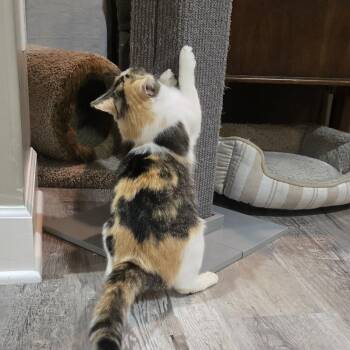Domestic Short Hair Cats Available for Adoption - Halle | PetCurious