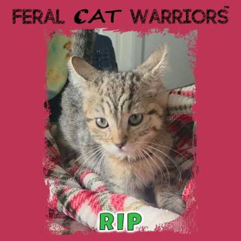 Rip -  Domestic Short Hair Cat for Adoption in Kingman, Arizona - Rip | PetCurious