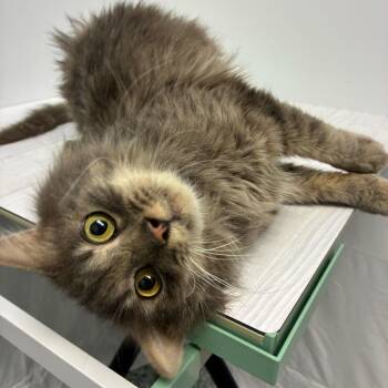 Domestic Medium Hair Cats Available for Adoption - Jelly Roll | PetCurious