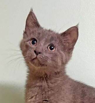 Rescue Domestic Short Hair Cats for Adoption in Amery, Wisconsin - Jasper | PetCurious