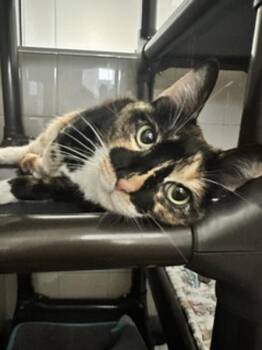 Domestic Short Hair Cats Available for Adoption in Healdsburg, California - Candy Corn | PetCurious