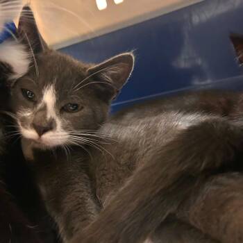 Marinara -  Domestic Short Hair Cat for Adoption in Woodinville, Washington - Marinara | PetCurious