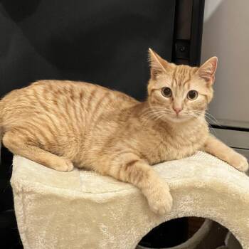 Domestic Short Hair Cats Available for Adoption - Blade | PetCurious