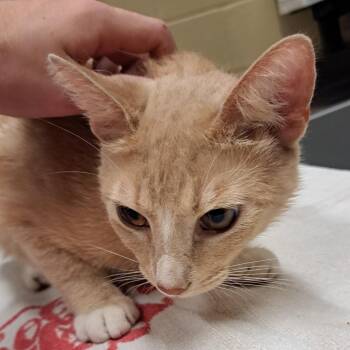 Domestic Short Hair Cats Available for Adoption in Douglasville, Georgia - Bob | PetCurious