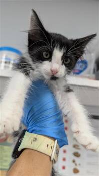 Aurora -  Domestic Short Hair Cat for Adoption in Largo, Florida - Aurora | PetCurious