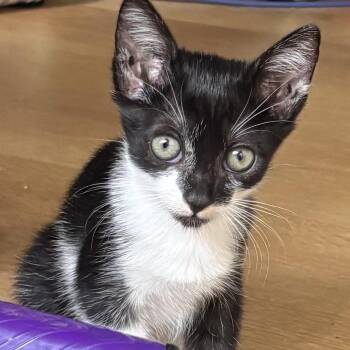 Lil Girl -  Domestic Short Hair Cat for Adoption in Long Beach, California - Lil Girl | PetCurious