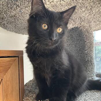 Carley C71625 -  Domestic Medium Hair Cat for Adoption in Minnetonka, Minnesota - Carley C71625 | PetCurious