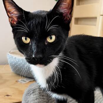 Nico and Cookie -  Domestic Short Hair Cat for Adoption in Hopkinton, Massachusetts - Nico And Cookie | PetCurious