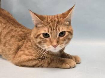 Chase -  Domestic Short Hair Cat for Adoption in Minneapolis, Minnesota - Chase | PetCurious