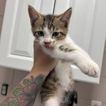 Copper -  Domestic Short Hair Cat for Adoption in Huntsville, Alabama - Copper | PetCurious