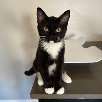 Eddie -  Domestic Short Hair and Ragdoll Cat for Adoption in San Tan Valley, Arizona - Eddie | PetCurious