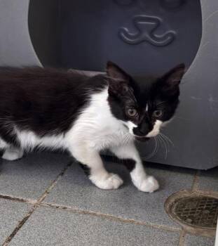 Domestic Short Hair Cats Available for Adoption in Honolulu, Hawaii - Shimmer | PetCurious