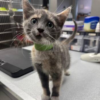 Marshmellow -  Domestic Short Hair Cat for Adoption in Spokane, Washington - Marshmellow | PetCurious