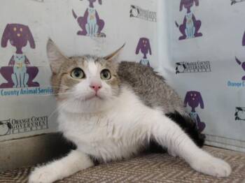 Domestic Short Hair Cats Available for Adoption - LILY | PetCurious