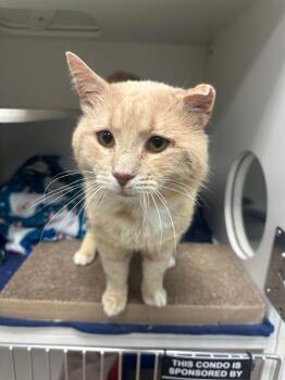 Domestic Short Hair Cats Available for Adoption in Johnson City, Tennessee - James (James Ammons) | PetCurious