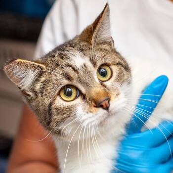 Domestic Short Hair Cats Available for Adoption - Peter Pan | PetCurious