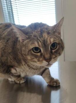 Penelope -  Domestic Short Hair Cat for Adoption in Lafayette, Indiana - Penelope | PetCurious