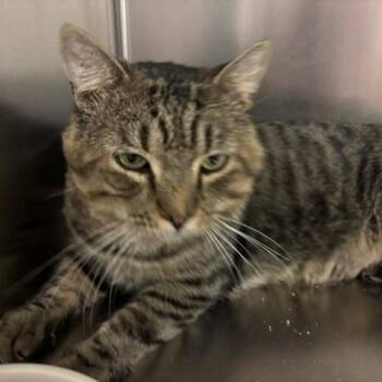 Cronut -  Domestic Short Hair Cat for Adoption in Braintree, Massachusetts - Cronut | PetCurious