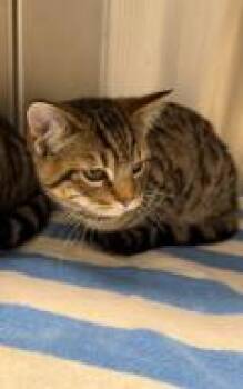 American Shorthair and British Shorthair Cats Available for Adoption - Ernie | PetCurious