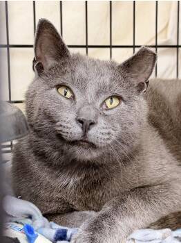 Domestic Short Hair and Russian Blue Cats Available for Adoption in Greenville, Delaware - Tonka (02/04/2026 - 112) Willow Grove PS Event | PetCurious