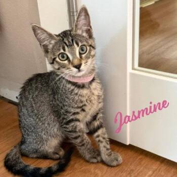Tabby and Domestic Short Hair Cats Available for Adoption in Houston, Texas - Jasmine #tabby-brigade | PetCurious