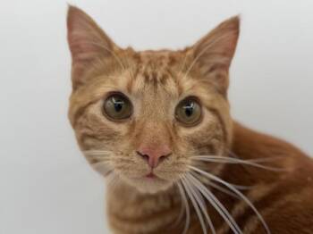 Domestic Short Hair Cats Available for Adoption in Portland, Oregon - Simba | PetCurious