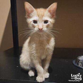 Domestic Short Hair Cats Available for Adoption in Washington, District Of Columbia - Scoff | PetCurious