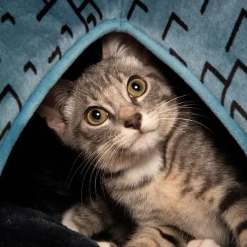 Atlas -  Domestic Short Hair Cat for Adoption in Santa Fe, Texas - Atlas | PetCurious