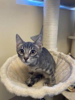 Purrito -  Domestic Short Hair Cat for Adoption in Salinas, California - Purrito | PetCurious