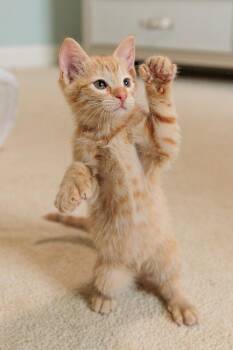 Thumbelina -  Domestic Short Hair and Extra Toes Cat Hemingway Polydactyl Cat for Adoption in Gainesville, Virginia - Thumbelina | PetCurious