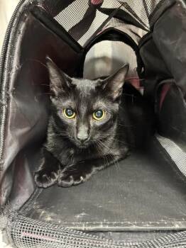 Polo -  Domestic Short Hair Cat for Adoption in Marietta, Georgia - Polo | PetCurious