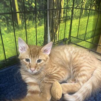 Remy Martin -  Domestic Medium Hair Cat for Adoption in Statesboro, Georgia - Remy Martin | PetCurious