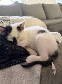 Dot KITTEN -  Domestic Short Hair Cat for Adoption in Rockaway, New Jersey - Dot KITTEN | PetCurious