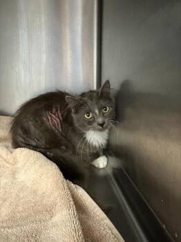 NINA* -  Domestic Short Hair Cat for Adoption in Santa Cruz, California - NINA* | PetCurious