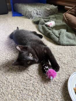 Robert -  Domestic Short Hair Cat for Adoption in Ferndale, Michigan - Robert | PetCurious