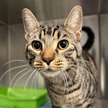 Domestic Short Hair Cats Available for Adoption in Hendersonville, North Carolina - Simon | PetCurious