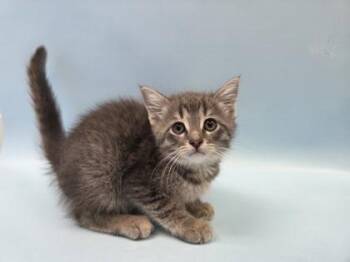 Pancake -  Domestic Short Hair Cat for Adoption in Woodbury, Minnesota - Pancake | PetCurious
