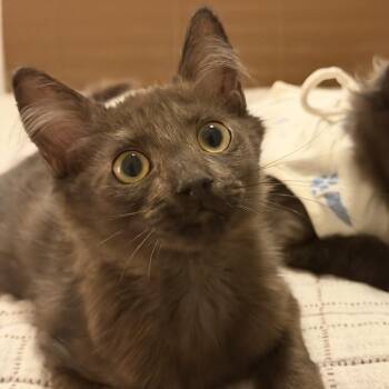 Moose -  Domestic Medium Hair Cat for Adoption in Chandler, Arizona - Moose | PetCurious