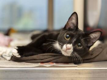 GUS -  Domestic Short Hair Cat for Adoption in Phoenix, Arizona - GUS | PetCurious