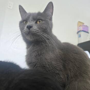 Domestic Short Hair Cats Available for Adoption in Eagle Mountain, Utah - Pixie Tiner | PetCurious