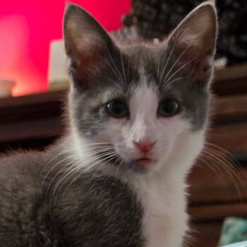 Rescue Domestic Medium Hair Cats for Adoption in Conway, Arkansas - White Cheeks | PetCurious