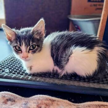 Rescue Domestic Short Hair Cats for Adoption in Albuquerque, New Mexico - Dusk | PetCurious