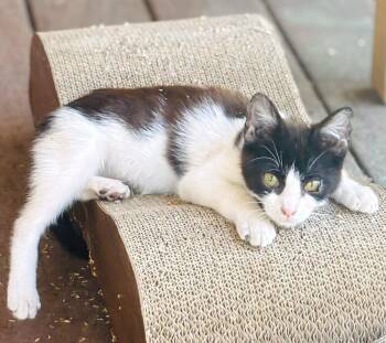 Domestic Short Hair Cats Available for Adoption in Oakland, California - Marshall (bonded With Lorenzo) | PetCurious