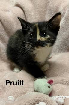 Calico and Domestic Short Hair Cats Available for Adoption in Buford, Georgia - Pruitt | PetCurious
