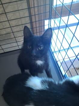 Kilt G. -  Domestic Short Hair Cat Available for Adoption in West Peoria, Illinois - Kilt G. | PetCurious