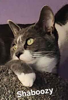 Domestic Short Hair Cats Available for Adoption in Longwood, Florida - Shaboozy | PetCurious
