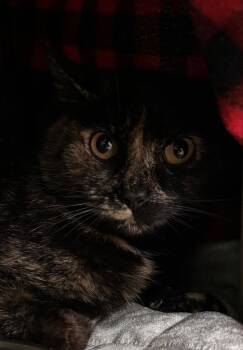 Domestic Short Hair Cats Available for Adoption in Olean, New York - Pixel | PetCurious