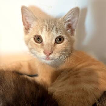 Pumpkin -  Domestic Medium Hair Cat for Adoption in Long Beach, California - Pumpkin | PetCurious