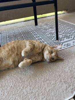 Rescue Tabby Cats for Adoption in St. George, Utah - Cheese | PetCurious